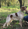 Setter Anglais AKRON