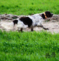 Setter Anglais BAROLO DEL BINARIO