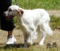 Setter Anglais BURTON DE L'OYAT DES DUNES