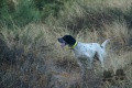 Setter Anglais CELTICROBUR KIRA