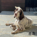 Setter Anglais CHEYENNE