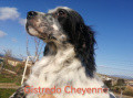 Setter Anglais GISTREDO CHEYENNE II