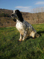 Setter Anglais GISTREDO COCHISE