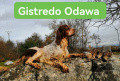 Setter Anglais GISTREDO ODAWA