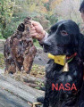 Setter Anglais NASA