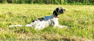 Setter Anglais O'VALY DES CABANES TCHANQUEES