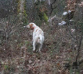 Setter Anglais PLUME DE LA CHAPELLE DE SAINT SABIN