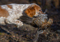 Setter Anglais REY DE LA COMBE DE BORDERANT