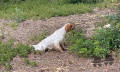 Setter Anglais S'PIONNE OF GLEN SHEALLAG