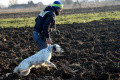 Setter Anglais SIGFRID DI VAL DI CHIANA