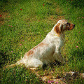 Setter Anglais SUGAR DEL SENCANALI