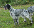 Setter Anglais TALIA DU TRÈFLE BLEU