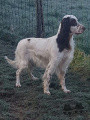 Setter Anglais TANIA DES PATURAGES DU LOMONT