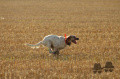 Setter Anglais TEKILA DES SENTIERS DE LA DOUYNE