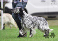 Setter Anglais TOBBY DE LA BAIE DES ANGELOTS