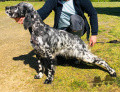 Setter Anglais TYREX DU CHENIL DE PEPON