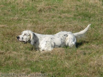 Pedigree Setter Anglais Arbre Genealogique Angie Du Dome Etoile