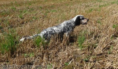 Des Dames de Lachamp - Élevage de Setter Anglais à Le Martinet