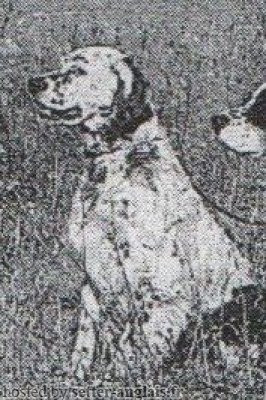 Setter Anglais CUSTER Setter Anglais CUSTER