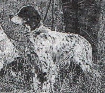 Setter Anglais TEX Setter Anglais TEX