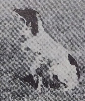 Setter Anglais GUENDALINA Setter Anglais GUENDALINA