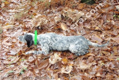 Setter Anglais CORA Setter Anglais CORA