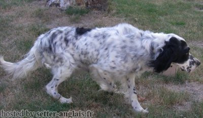 Setter Anglais BAIKA Setter Anglais BAIKA
