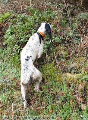 Setter Anglais REVIA Setter Anglais REVIA