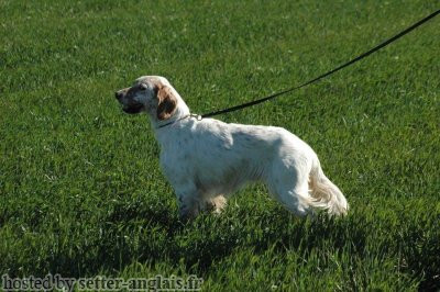 Setter Anglais FIERO