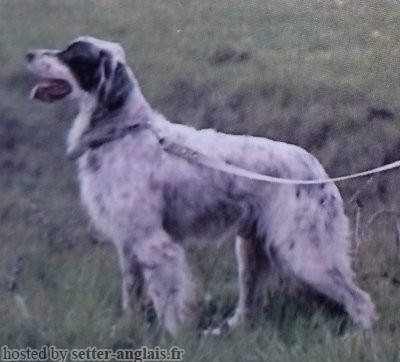 Setter Anglais ARNO Setter Anglais ARNO