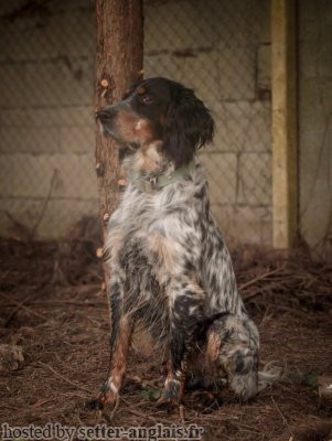 Setter Anglais SULTAN Setter Anglais SULTAN