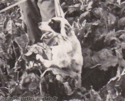 Setter Anglais LOI Setter Anglais LOI