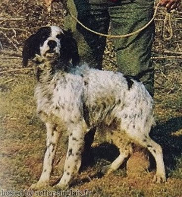 Setter Anglais CAMPINO Setter Anglais CAMPINO