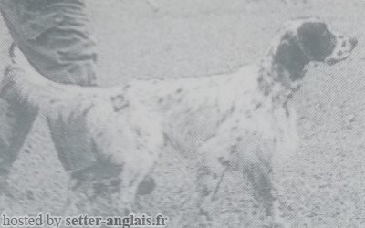 Setter Anglais BUK Setter Anglais BUK