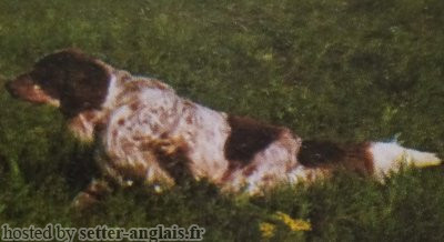 Setter Anglais KROL Setter Anglais KROL