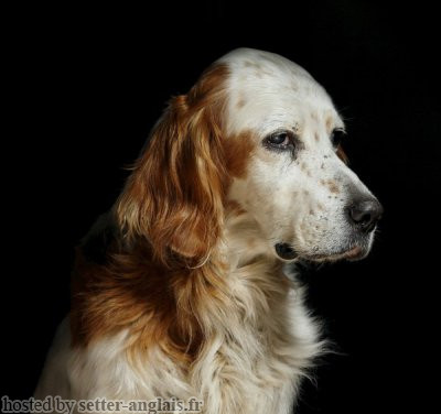 Setter Anglais FALCO Setter Anglais FALCO