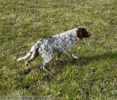 Setter Anglais QUEENELY