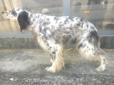 Setter Anglais ADE Setter Anglais ADE