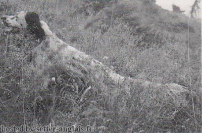 Setter Anglais REP Setter Anglais REP