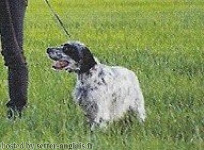 Setter Anglais CAMERATA Setter Anglais CAMERATA