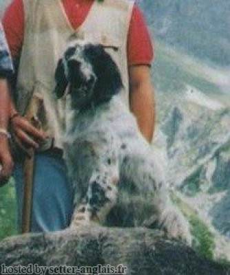 Setter Anglais ARIS Setter Anglais ARIS