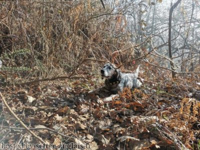 Setter Anglais ROA Setter Anglais ROA