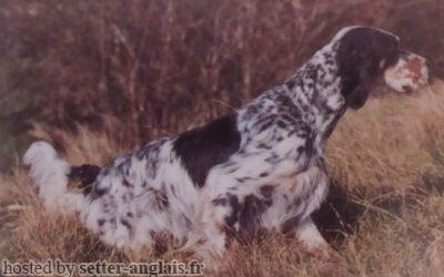 Setter Anglais AX Setter Anglais AX