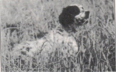 Setter Anglais BRIK Setter Anglais BRIK