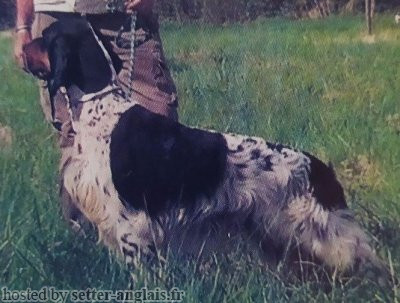 Setter Anglais BLUES Setter Anglais BLUES