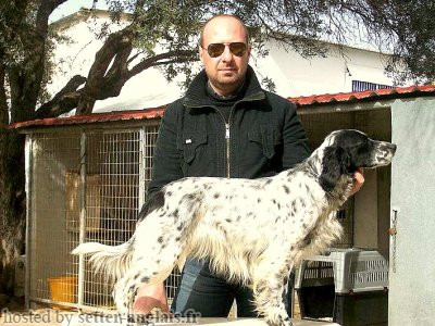 Setter Anglais GIPSY Setter Anglais GIPSY