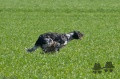 Setter Anglais LITO Setter Anglais LITO