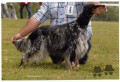 Setter Anglais TESSA Setter Anglais TESSA