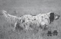 Setter Anglais DERRYK Setter Anglais DERRYK
