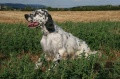 Setter Anglais OLAF Setter Anglais OLAF